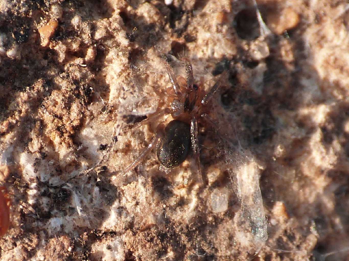 Giovane Trachyzelotes barbatus (Gnaphosidae) - Tolfa (RM)